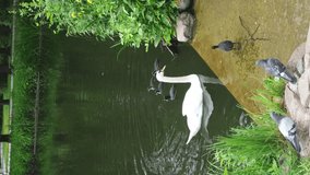 A white swan and other ducks swim near the shore in the park. Vertical video. 