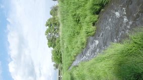 Strong current of water in the channel among the banks with thick green grass. Vertical video. High quality FullHD footage