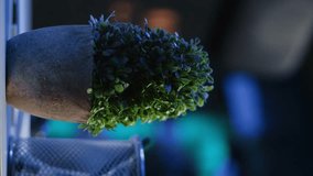 Vertical video Office desk filled with personal items in empty home interior illuminated with RGB lights at night. Laptop, headphones and mini house plants on table in apartment room, camera B close - Powered by Shutterstock - Get 15% off with code: PIKWIZARD15