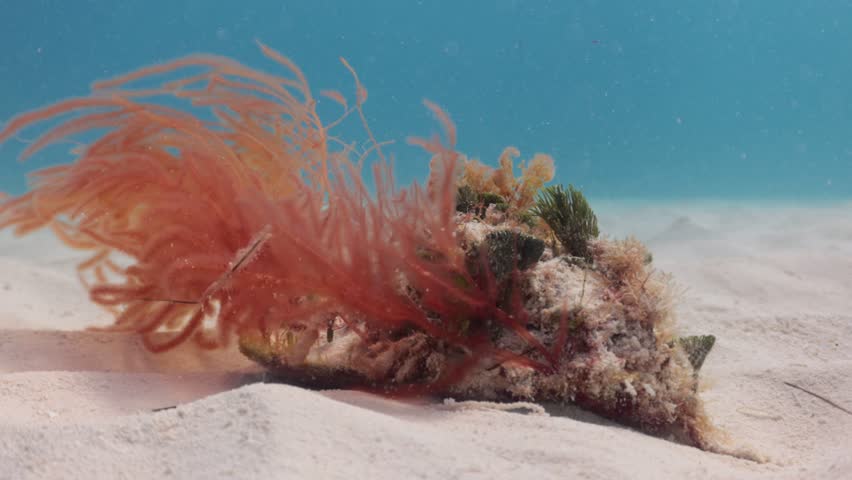 hawking conch juvenil with different algies on the shell