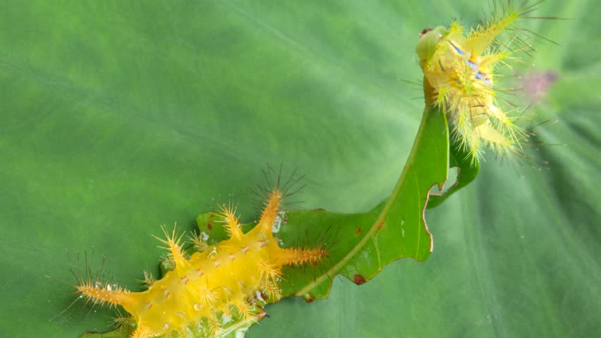 Macro of stinging nettle slug caterpillar on green taro leaves. Also known as setora nitens caterpillar insect. Handheld footage. Royalty-Free Stock Footage #3436147817