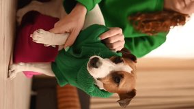 Caucasian woman puts a green knitted jacket on a Jack Russell Terrier dog before a walk. Vertical video. 