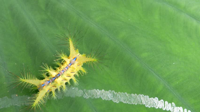 Macro of stinging nettle slug caterpillar on green taro leaves. Also known as setora nitens caterpillar insect. Handheld footage. Royalty-Free Stock Footage #3436150959
