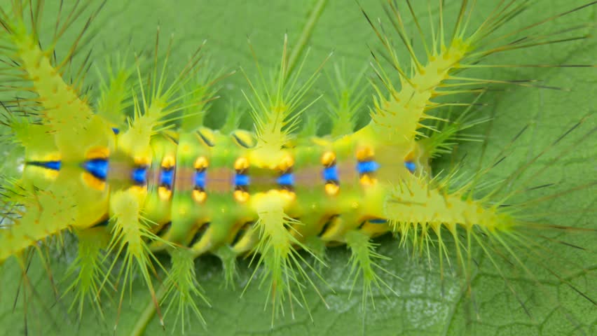 Macro of stinging nettle slug caterpillar on green taro leaves. Also known as setora nitens caterpillar insect. Royalty-Free Stock Footage #3436153769