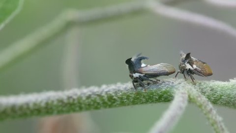 tow horned treehoppers on the plant branch one of the is turning around