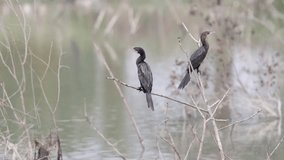 closeup view of  Little cormorant.this 4k video was taken from Bangladesh.