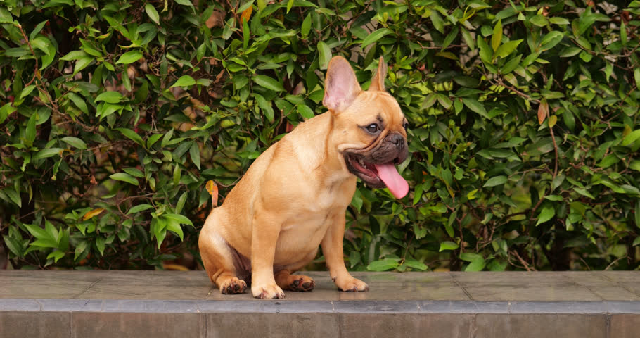 Puppy sits outdoors in the hot weather, panting with its tongue out, looking aside. Young dog appears tired as it stands up and leaves, conveying a sense of discomfort in the heat. Royalty-Free Stock Footage #3436204015