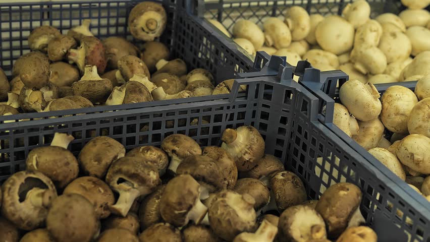 Fresh mushrooms neatly arranged on supermarket shelf Explore a variety of mushrooms each boasting its unique flavor and texture Witness the abundance of mushrooms available for your culinary creations