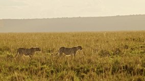 Slow Motion of Animals Hunting, Two Cheetah on a Hunt in Africa, African Wildlife Safari in Masai Mara, Kenya, Walking and Stalking in Beautiful Savanna Long Grass in Maasai Mara, Wide Angle Shot - Powered by Shutterstock - Get 15% off with code: PIKWIZARD15