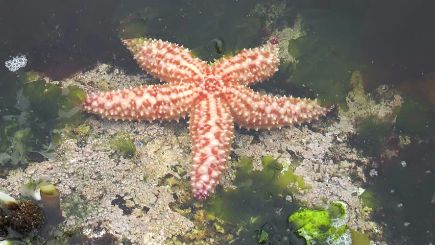 Starfish moving on the seabed. Relax video about marine inhabitants of undersea world on seabed. Wildlife. Underwater life.