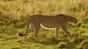 Slow Motion of Cheetah Hunting on a Hunt in African Savanna Long Grass, Wildlife Safari Animals in Masai Mara, Kenya, Walking and Stalking in Maasai Mara, Amazing Animal Behavior - Powered by Shutterstock - Get 15% off with code: PIKWIZARD15