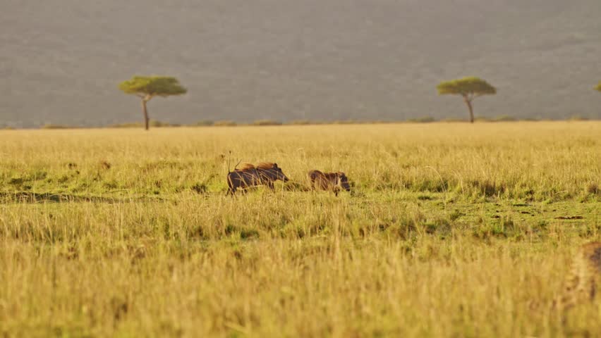 Slow Motion of Cheetah Hunt, Amazing Animal Behaviour of Warthog Running Away in Hunt in Masai Mara, Africa, African Wildlife Safari in Kenya, Maasai Mara Savanna in Beautiful Golden Sun Light