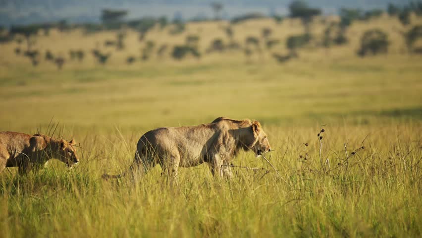 Slow Motion Shot of Beautiful lion prowling through the grassland in the evening sun sunset, African Wildlife in Maasai Mara National Reserve, Kenya Big 5, Africa tourism to see safari animals