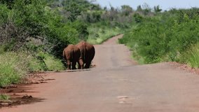  White rhino cow and calf walking away on the road