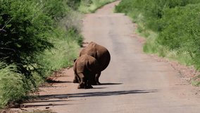 White rhino cow and calf walking away on the road