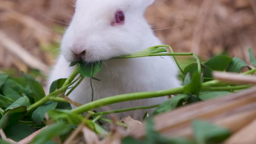 Rabbit bunny eating grass. cute Bunnies. Close-up footage of a rabbit bunny. Cute funny bunny. Cute bunnies. the rabbit bunny's is sitting on the wood. Funny bunny. Cute little bunnies. Animals pets Royalty-Free Stock Footage #3436296061