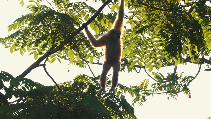 Orangutan swinging among tree branches in lush forest. Wildlife and nature conservation.