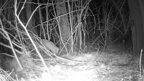 A red fox searches for food in the dense undergrowth