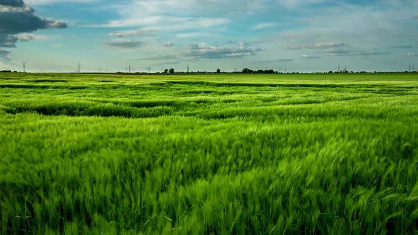 
Wheat Field Wind 4K Footage