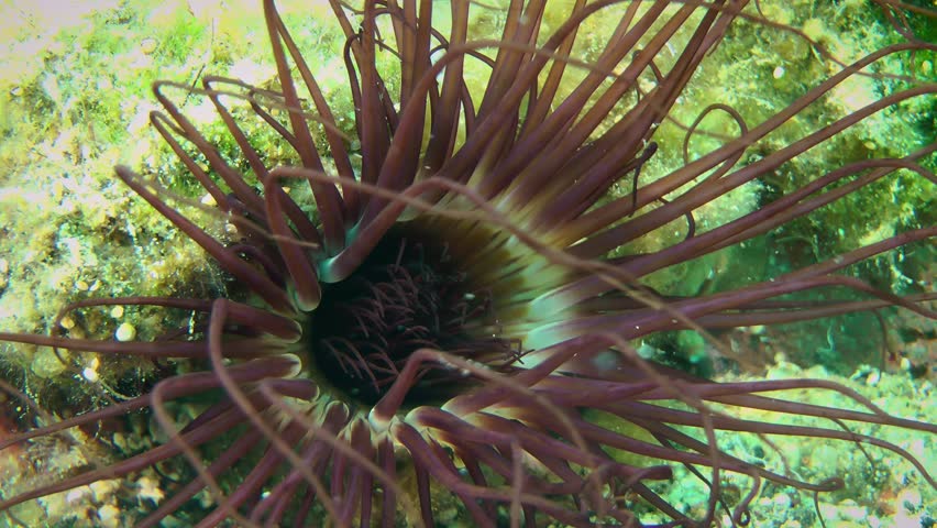 Burrowing Anemone (Cerianthus membranaceus) at the bottom of the sea, close-up.