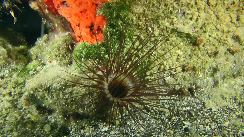 Colored tube anemone (Cerianthus membranaceus) catches swimming invertebrates with its tentaclesat the bottom of the sea.