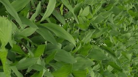 Lily of the valley blooms in the green of a spring forest on a sunny afternoon. Vertical Video