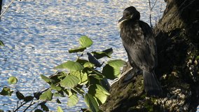 Great cormorant, Phalacrocorax carbo. Portrait from very close. The great cormorant, Phalacrocorax carbo, known as the great black cormorant, or the black shag.