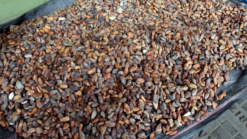 Cocoa beans left to dry outside a house in Ecuador. Chocolate Making.