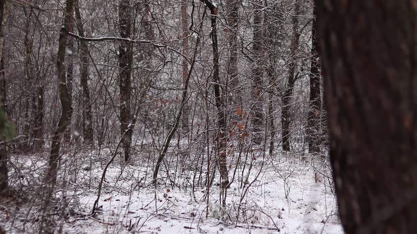 Snowfall in the forest. A lot of trees and bushes. The ground covered with snow. Winter season. Daylight.