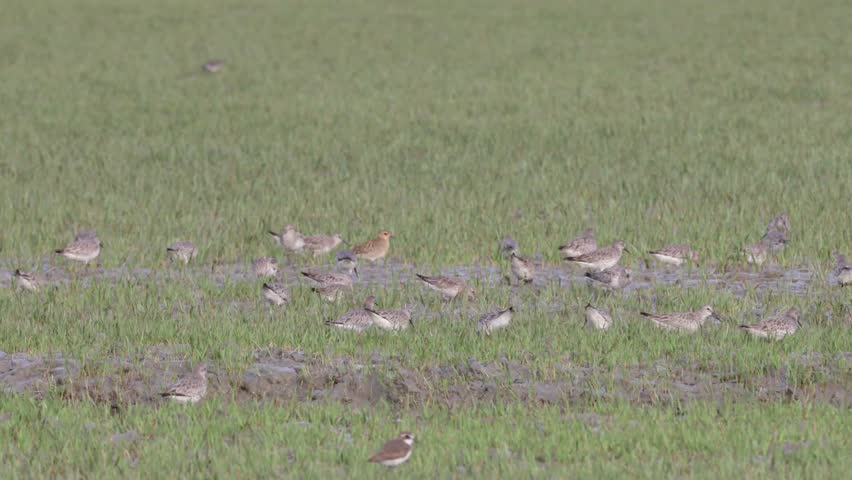 Mixed flock of small migratory waders.this 4k video was taken from Chittagong,Bangladesh. Royalty-Free Stock Footage #3436443357