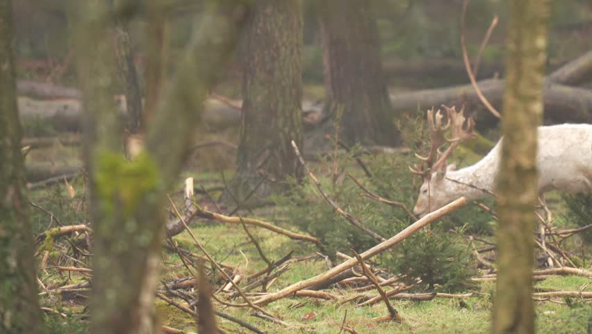 Male albino white deer (Cervidae) with big antlers eating leaves from a tree. White albino deer buck
