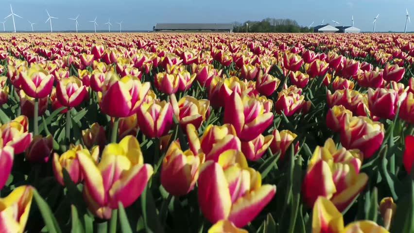Very low altitude aerial flight over multi colored tulip field located in typical Dutch polder landscape these flowers are usually large showy and brightly colored and grow in spring season 4k Royalty-Free Stock Footage #3436553331