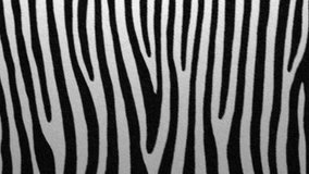 Zebra patterned hide. Animal fur skin fabric torn to shreds, holes revealing green screen and transparent background. Striped cloth simulation, 3D animated intro. Alpha channel ProRes. 3D Illustration