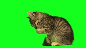 kitten on a green background screen - Powered by Shutterstock - Get 15% off with code: PIKWIZARD15