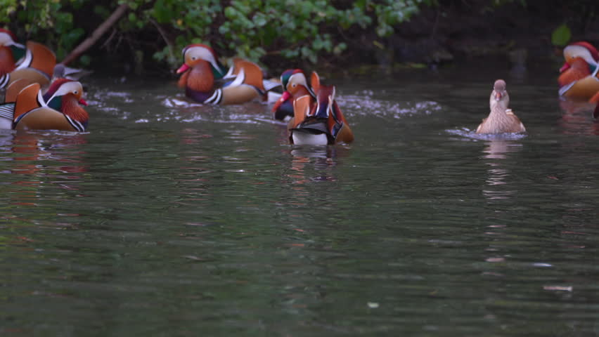 group of ducks in the lake