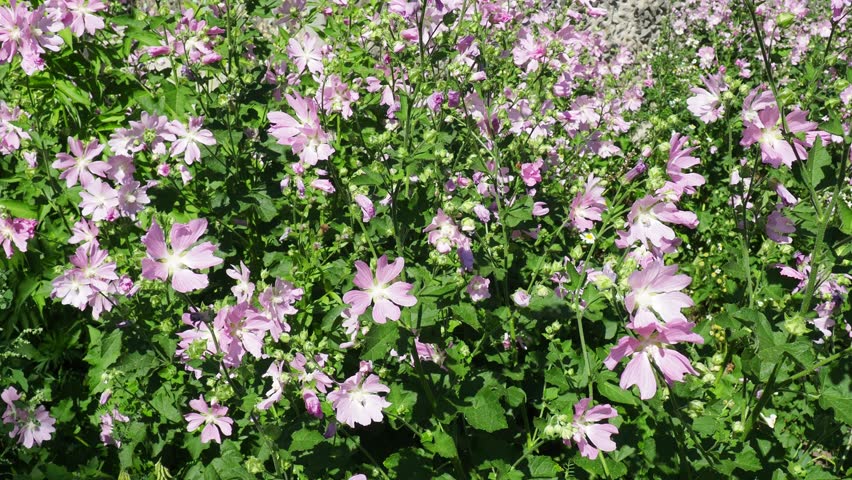 Malva thuringiaca, Lavatera thuringiaca, garden tree-mallow, is species of flowering plant in the mallow family Malvaceae. Herbaceous perennial plant. The flowers are pink with five petals. Flowerbed Royalty-Free Stock Footage #3436653073