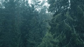 Full HD video. Landscape with view of forest. Green coniferous trees. Spruce branches sway in wind. Evergreen plant. Cloudy day. Concept of outdoor recreation, meditation, relaxation, relax, nature