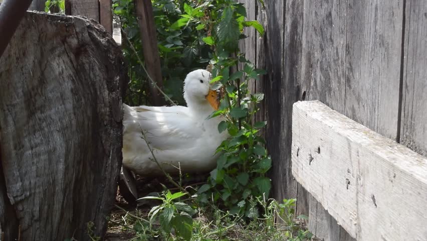 Full HD video. White goose near wooden fence in poultry yard of village house. Bird on summer day on farm. Country cottage village. Pet care. Concept of housekeeping, feeding, livestock farming. Stump Royalty-Free Stock Footage #3436668935