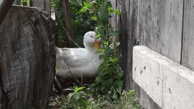 Full HD video. White goose near wooden fence in poultry yard of village house. Bird on summer day on farm. Country cottage village. Pet care. Concept of housekeeping, feeding, livestock farming. Stump