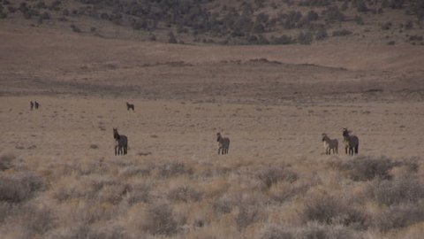 Herd of Wild Horses in Utah