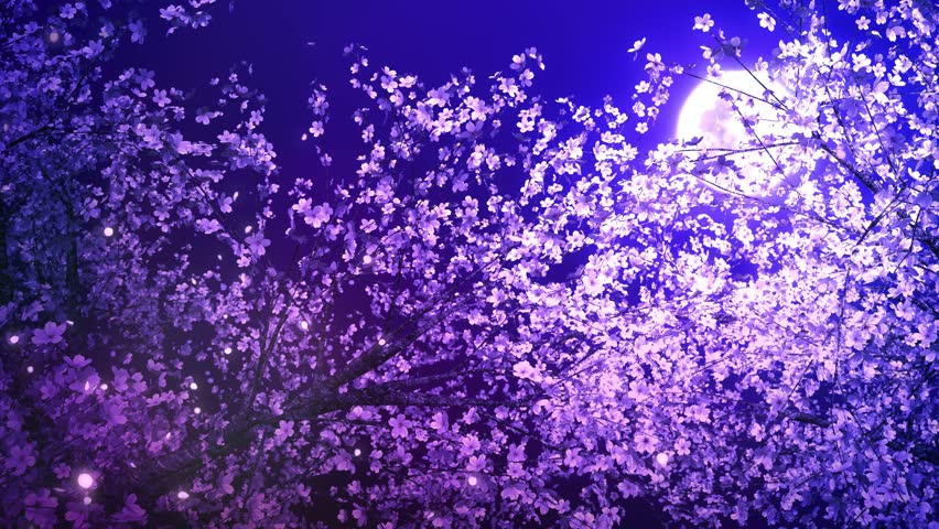 Side view of a row of cherry blossom trees, loop, Moon and night Cherry Blossoms Royalty-Free Stock Footage #3436692621