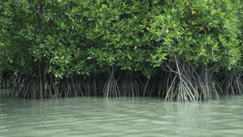 Mangrove trees in seawater in southern Thailand. Royalty-Free Stock Footage #3436697821