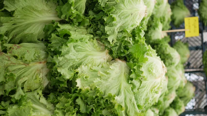 green lettuce leaves selling at local market 