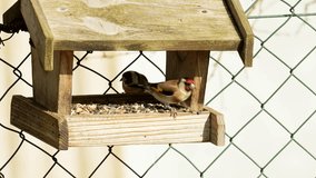 Several goldfinches feeding in the feeder 
