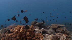 Underwater world of Tulamben, Bali, Indonesia. Sea life of coral reefs in 4k.