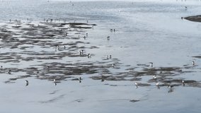 4K HD Video of sandpipers searching for food in shallow water. Sandpipers are a large family, Scolopacidae, of waders or shorebirds.