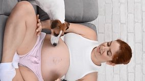 Happy red-haired pregnant woman is sitting on the sofa with her dog. Jack Russell Terrier licks owner's belly. Vertical video. 
