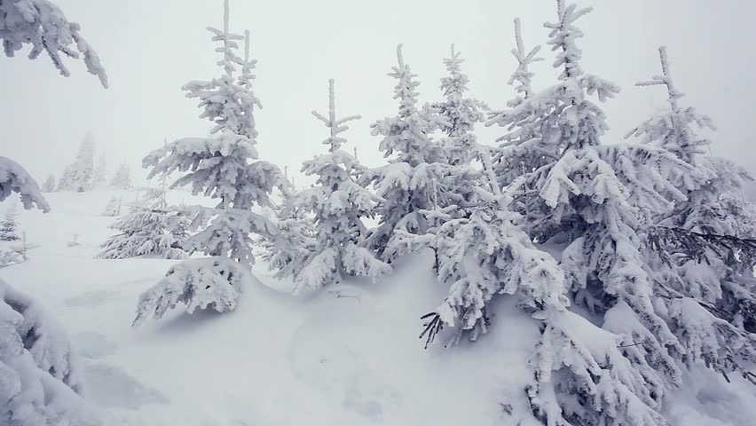 Beautiful winter landscape with snow covered trees. Carpathian, Ukraine. HD