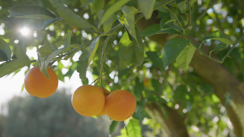 Orange Fruit Of Sicily Tree For Juice Production