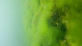 Vertical video, Sandy bottom covered with a layer of fluffy Green Algae (Cladophora sp.) and Red Hornweed (Ceramium virgatum) Slow motion forward over seagrass meadow
